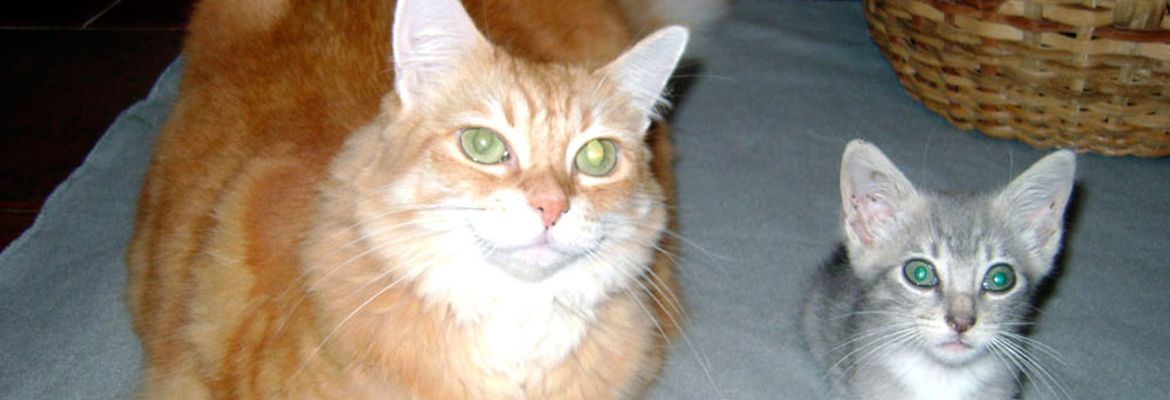 cat and kitten pets