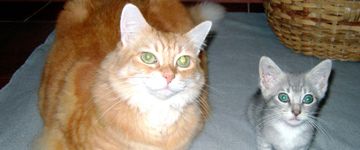 cat-and-kitten-pets