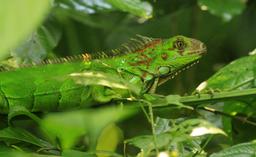 A green iguana camouflages amongst the foliage on June 30, 2013. The iguana's vivid green color is a sign of its youth that will fade into grey, brown, red, or orange with age.