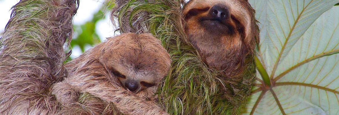 sloths on cecropia tree manuel antonio