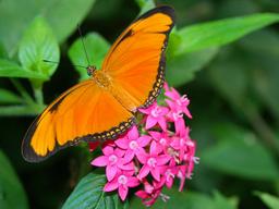 orange julia butterfly on top of red flower la paz