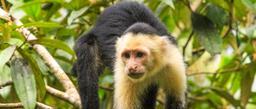 A capuchin monkey looks for fruit in the trees at Evergreen Lodge on September 25, 2013.