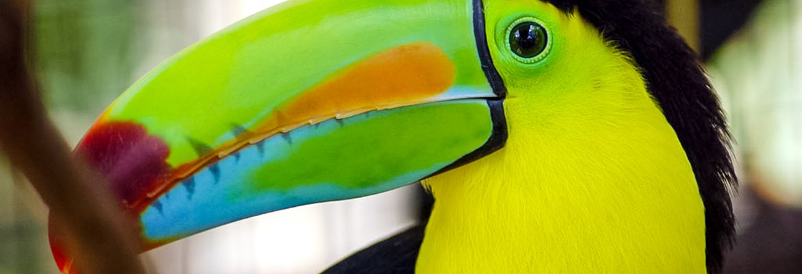 rainbow bill toucan la paz