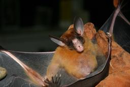 bat tirimbina