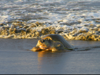        Olive Ridley Sea Turtle Coming Out Of The Ocean Ostional Beach
  - Costa Rica