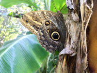        Owl Butterfly
  - Costa Rica