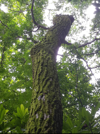 jobo tree body 
 - Costa Rica