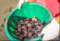 Bucket Of Baby Turtles Ready To Be Released At Piro Beach
 - Costa Rica