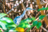Heron In The Tamarindo Estuary
 - Costa Rica