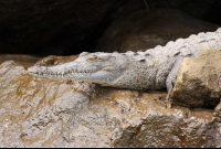crocodile safari tour young croc 
 - Costa Rica