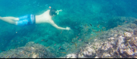 snorkel guide underwater 
 - Costa Rica
