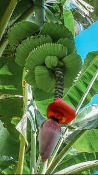 banana flower with baby bananas finca kobo chocolate tour 
 - Costa Rica