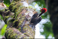 Woodpecker  On Wood Sirena Station Corcovado
 - Costa Rica