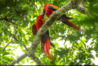 Macaws Kissing On The Top Of The Trees In Sirena Ranger Station Corcovado
 - Costa Rica