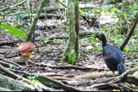 Birds Walking On The Forest Floor
 - Costa Rica