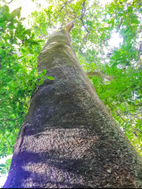 Tall Tree Cabo Blanco Reserve
 - Costa Rica