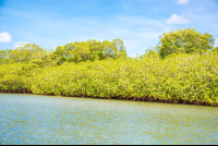 Mangrove Fringed Riverbank In The Tamarindo Estuary
 - Costa Rica