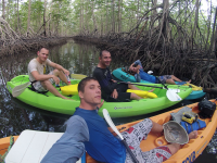 whale tail kayak tour mangrove 
 - Costa Rica