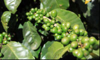        monteverde coffee farm green beans 
  - Costa Rica
