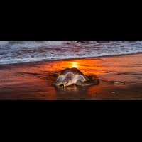olive ridley going to nest ostional
 - Costa Rica