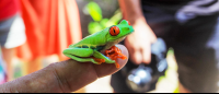 tortuguero destination red eyed tree frog 
 - Costa Rica