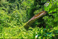 Fallen Tree Cabo Blanco Reserve
 - Costa Rica