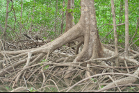 damas mangroves quepos 
 - Costa Rica