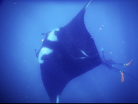 Giant Manta Ray With Diver Below
 - Costa Rica