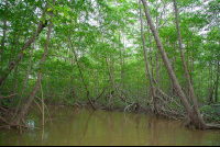 Damas Island Mangroves
 - Costa Rica