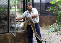 Pompilio Burmese Python
 - Costa Rica