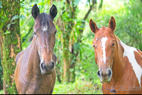 Horses Face Close Up At Juncos Lake Horseback
 - Costa Rica