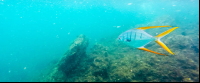 unidentified awesome fish morteros tortuga island 
 - Costa Rica