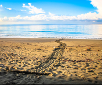 Turtle Tracks At The Entrance Of Piro Beach
 - Costa Rica