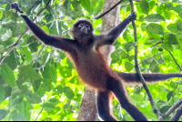 Spider Monkey Holding On Tree Branches In Sirena Ranger Station Corcovado
 - Costa Rica