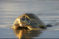 olive ridley sea turtle 
 - Costa Rica