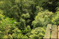 safari canopy tour look down 
 - Costa Rica