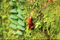        gandoca manzanillo wildlife refuge strawberry poison dart frog 
  - Costa Rica