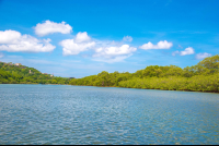 Mangrove Canal In The Tamarindo Estuary
 - Costa Rica