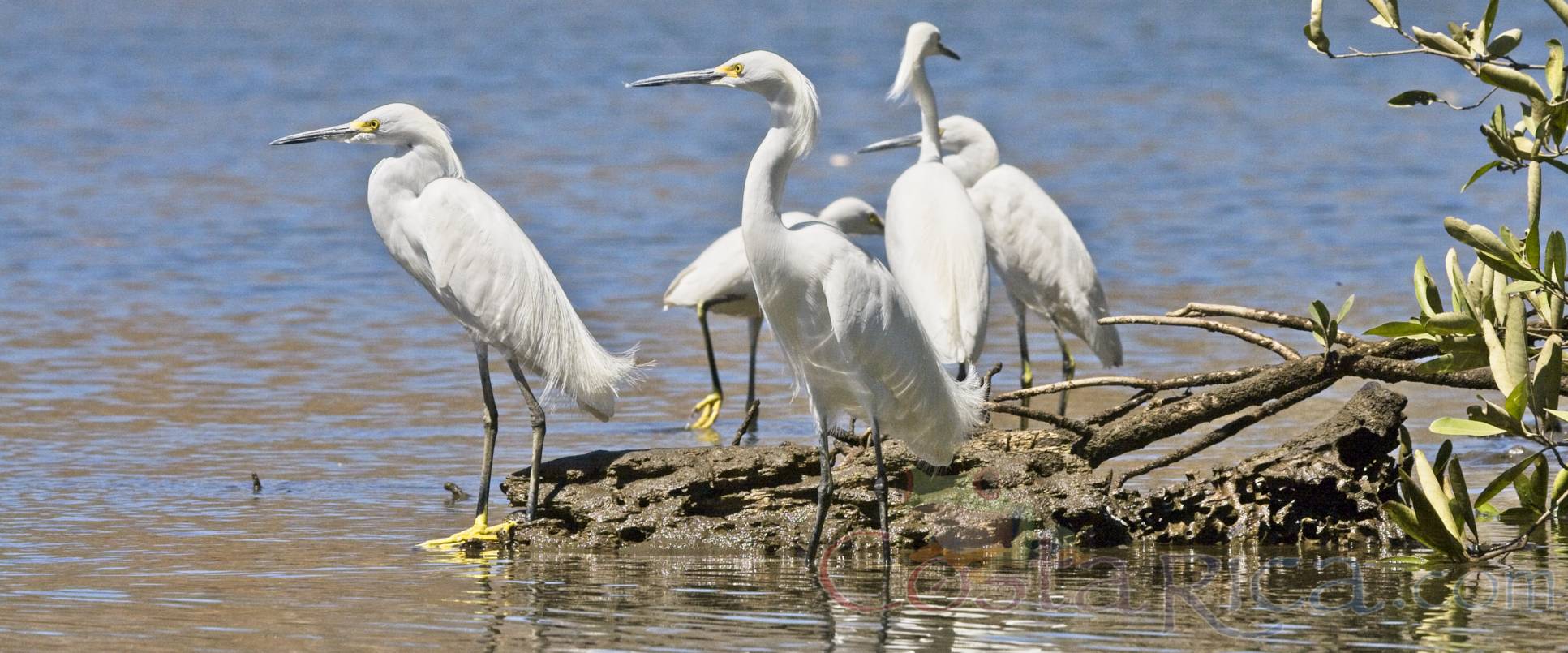 egrets nosara river  copy
 - Costa Rica