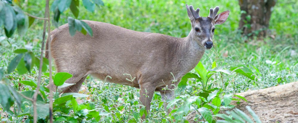 deer curu refuge
 - Costa Rica