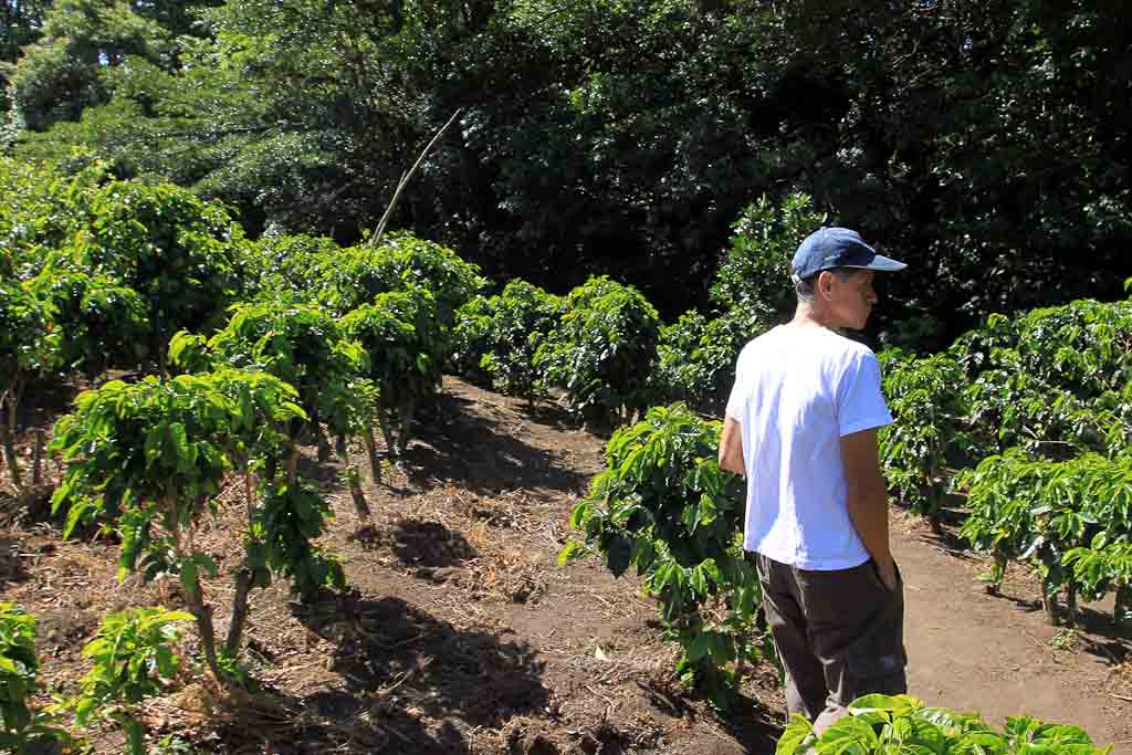 monteverde coffee farm coffee field 
 - Costa Rica
