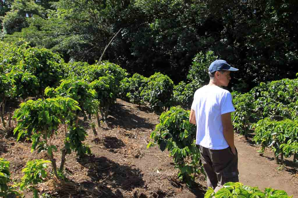 Coffee and conservation in Monteverde