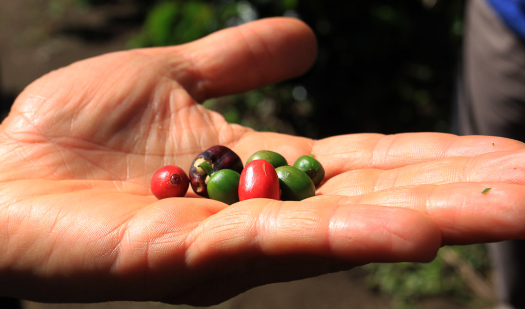 monteverde coffee farm fruit 
 - Costa Rica