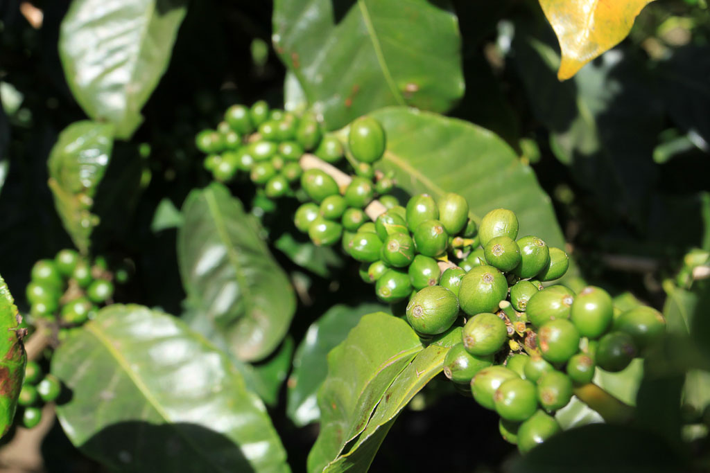 monteverde coffee farm green fruit 
 - Costa Rica