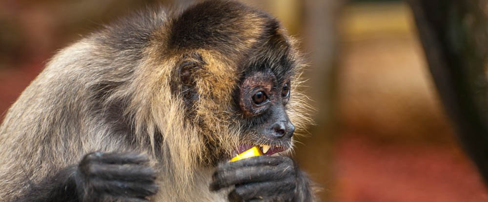 spider monkey eating fruit
 - Costa Rica