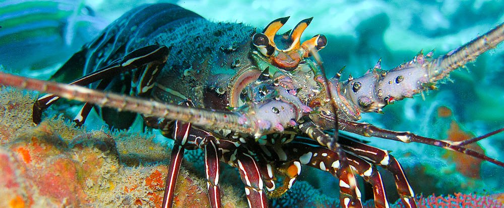 lobster underwater 
 - Costa Rica