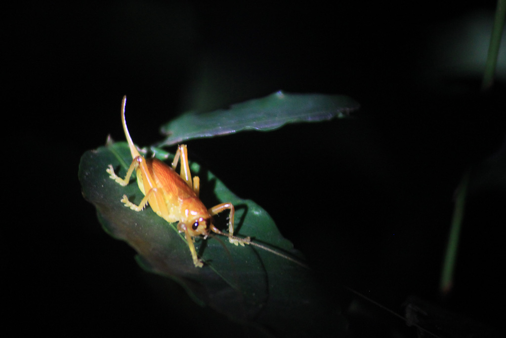 bajos del tigre cricket 
 - Costa Rica