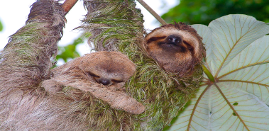 Monkeys, Baby Sloths & Mangrove Estuaries - Costa Rica