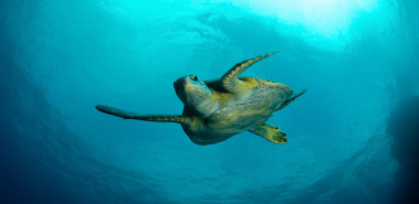 Mingling with Marine Turtles - Costa Rica