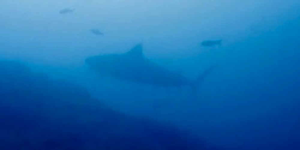 tiger sharks cocos island
 - Costa Rica